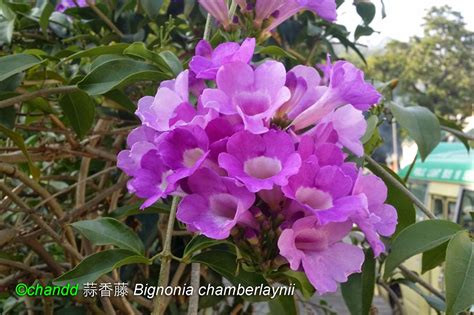 紫葳屬|紫葳科 (Bignoniaceae)